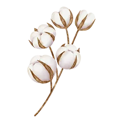 PP-Cotton